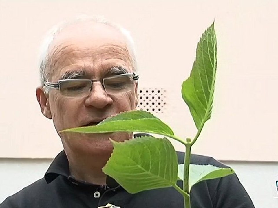 Conseils pour bouturer un hortensia