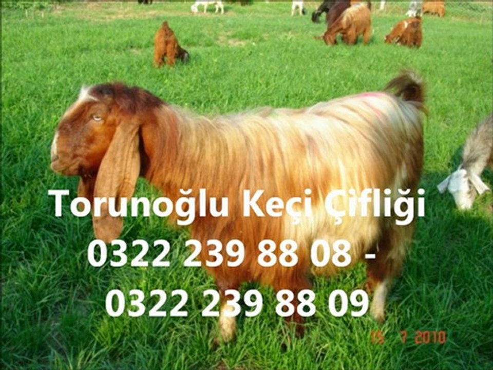 Halep Keçileri