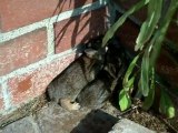 Cute Bunny Rabbits - We found bunny rabbits in our back yard one day. Cute animals. Wildlife.