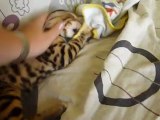 Magic Bengal Harmony Dream (3 month)