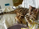 Magic Bengal Harmony (3 month)
