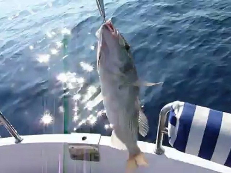 sinarit sırtı- 1 kuşadası