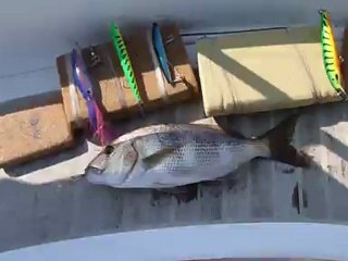 sinarit sırtı 2 kuşadası