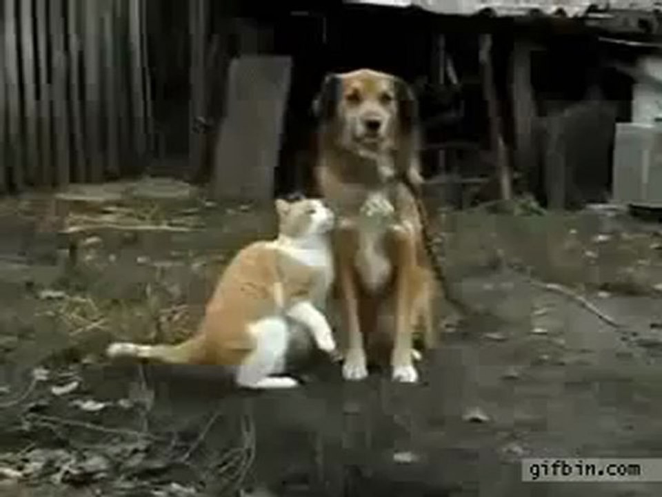 Sylvester Cat likeS standing dog