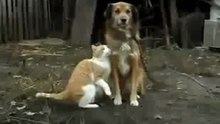 Sylvester Cat likeS standing dog