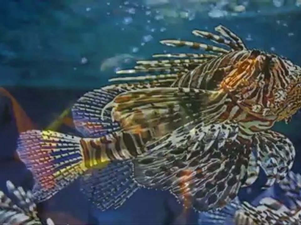 Aquarium  (dj Roberto Magico)