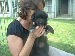 12 août 2012 : femelles verte et blanche (4 semaines et demi)