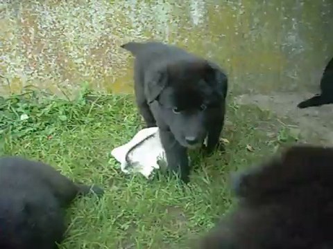 12 août 2012 : mâle violet, 4 semaines et demi