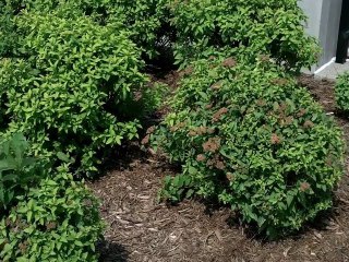 Soy Latte - Memories of travel brought on by taste. The mind works in unique ways as well as the senses.