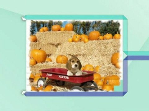 Paws For Pet Pictures - (913)-961-1391