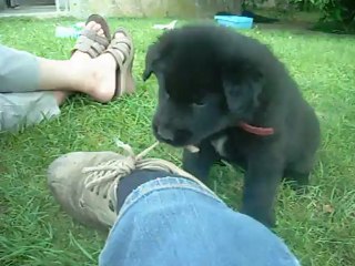 12 août 2012 : mâle rouge