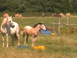 Climber Tartifume femelle CO 2012 A VENDRE