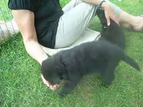 12 août 2012 : femelle verte et mâle rouge