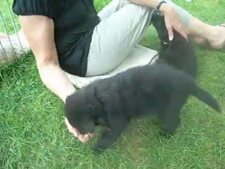 12 août 2012 : femelle verte et mâle rouge