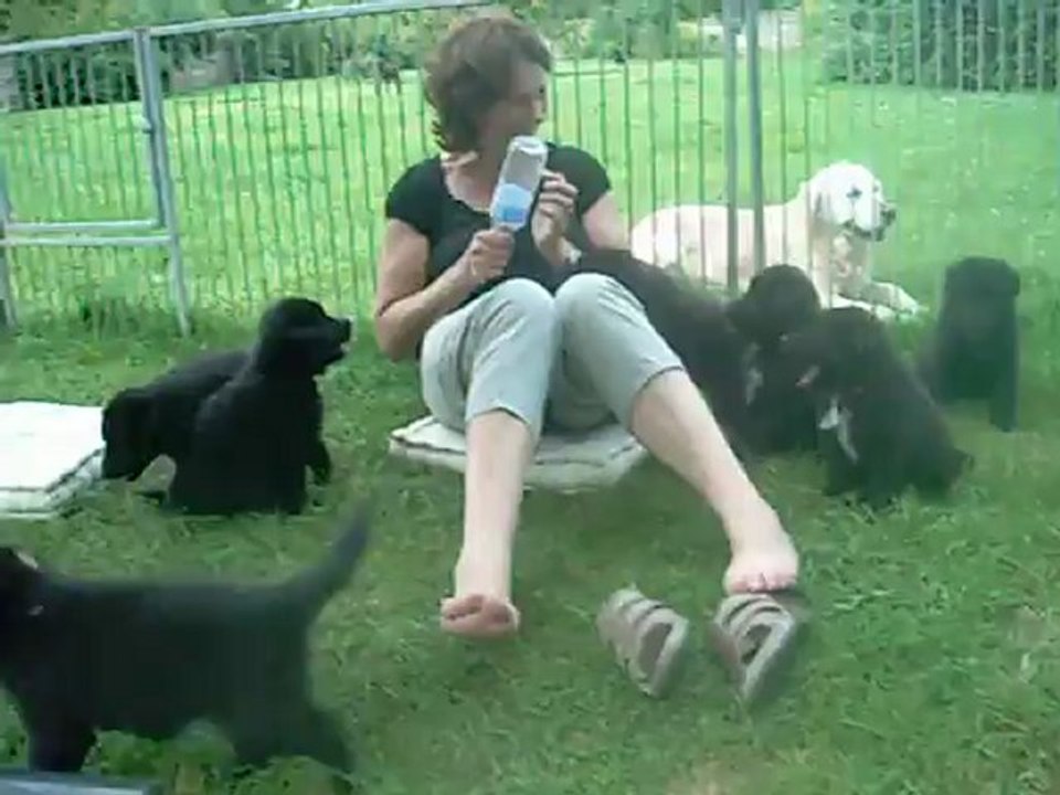 12 août 2012 : portée de chiots attentifs