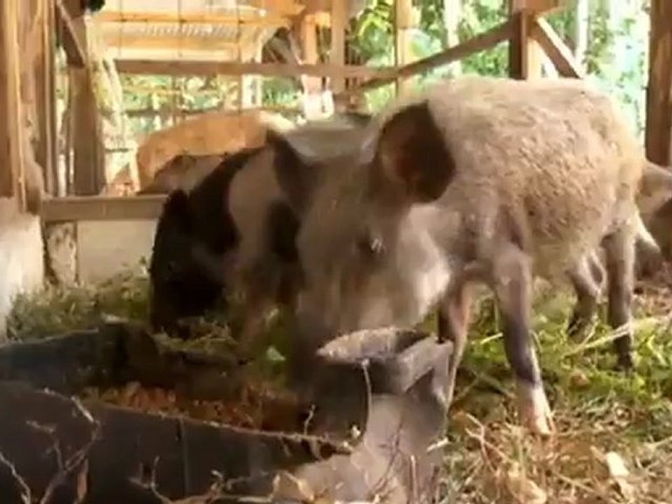 كيفية حماية الخضروات والأشجار ضد التغير المناخي | أفكار عالمية