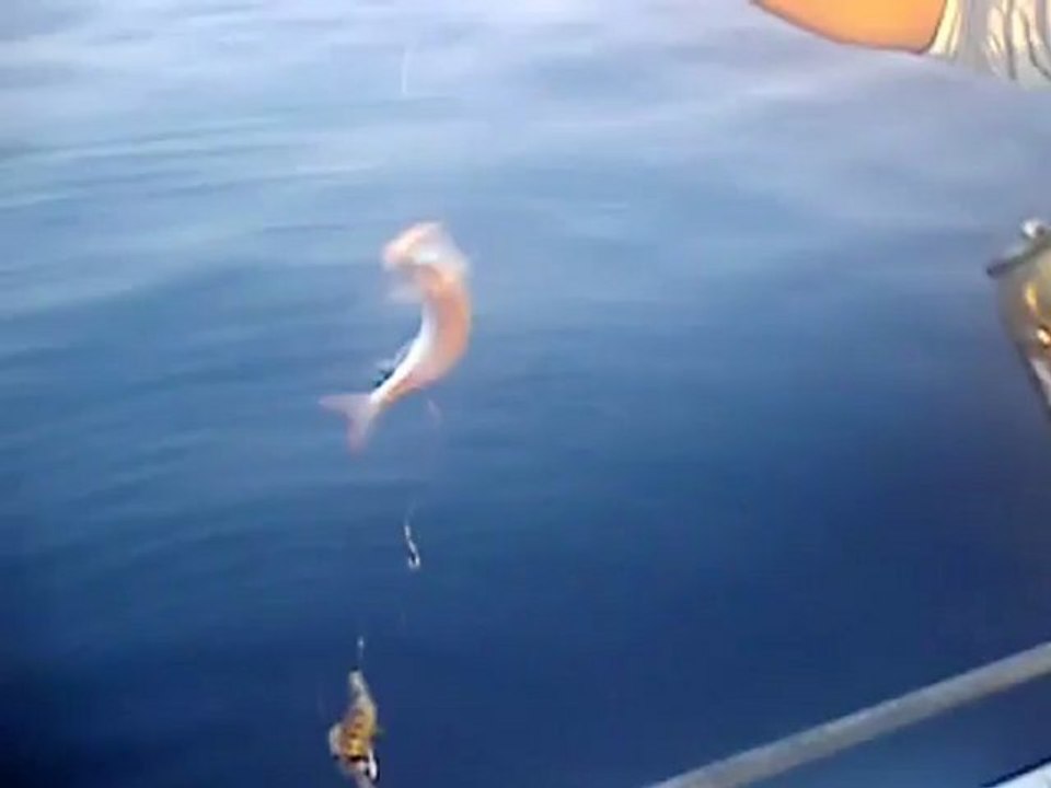 ismail kaptan balık avı tel 05334559097  12.08.2012 mercan avı  av bölgesi kazıklı milas