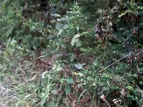 teckel poil dur chasse lapin 5 mois