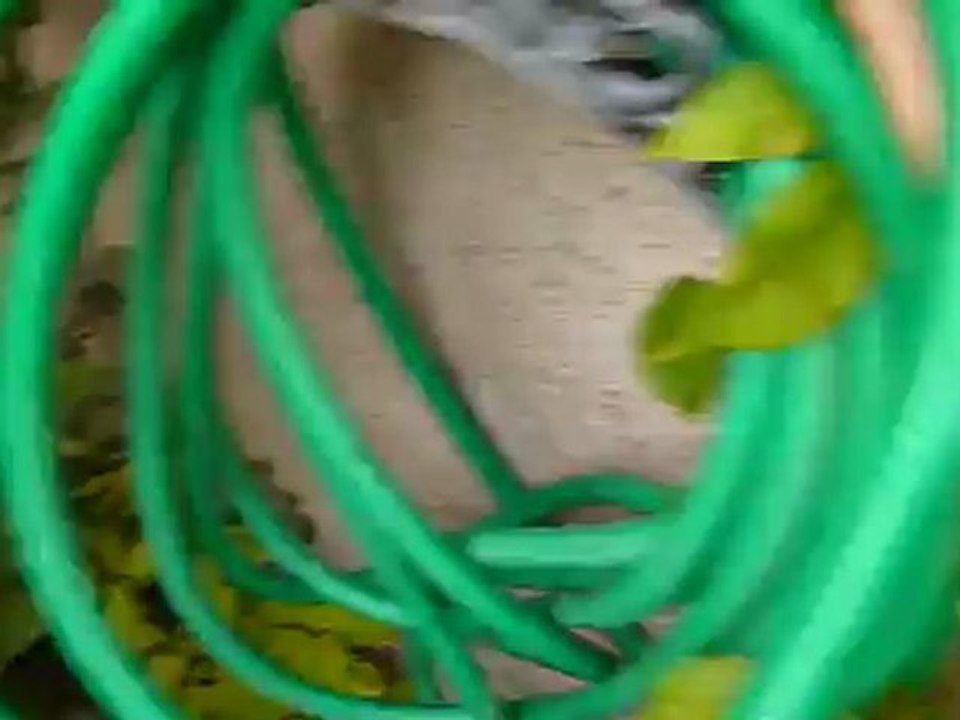 Colette ne veut pas que je range le tuyau d'arrosage aout 2012