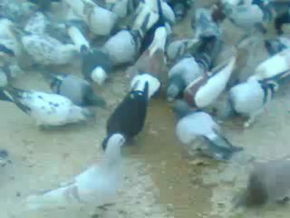 Şire Murat'ın Kuşları 1 İSKENDERUN