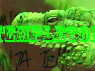 Sunta Templeton Wearelizards