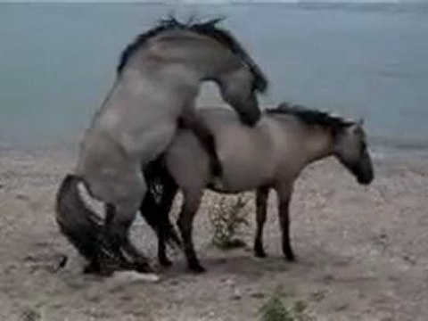 seslichatr.netseslichatr.net BU SEREFSIZZ EVLADI KIMSE GUVENESINNNNNN SANAL BİR NUMARLİ SAPIKDIR HERGUN SİTE SİTE GEZER KARI GİBİ AGLAR SONRA GOREV ALİR SİTENIZ HUZURU KACIRMASIN