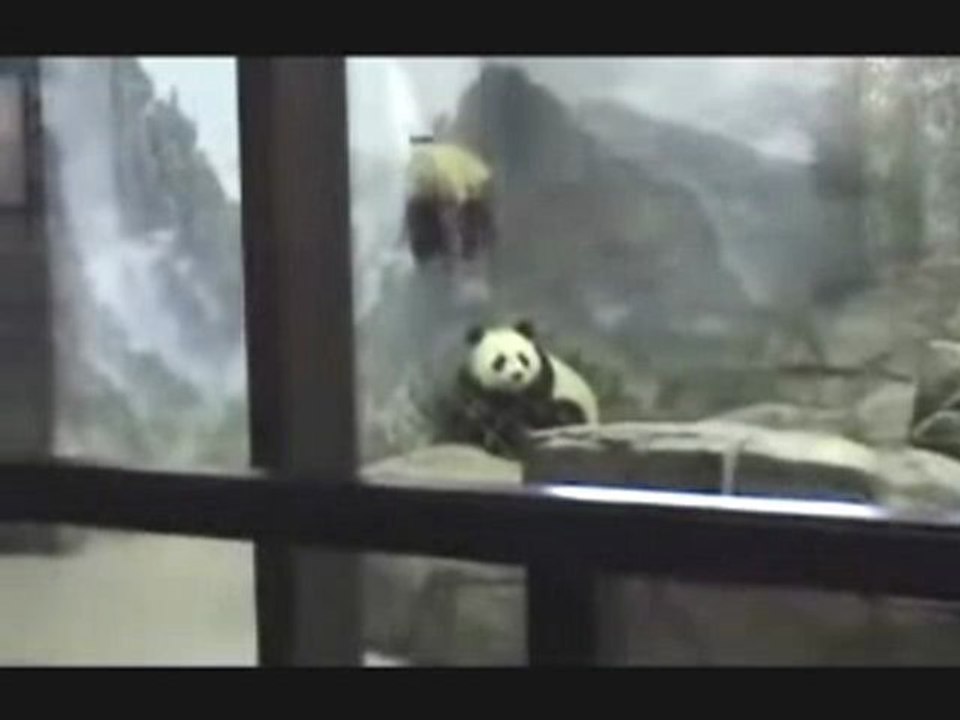 A fuga do urso panda