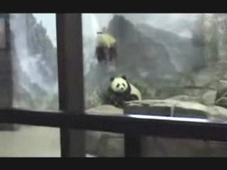 A fuga do urso panda