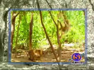 Monkey with a death wish