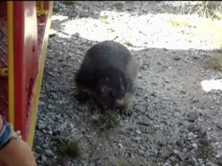 Les marmottes du petit train d'Artouste