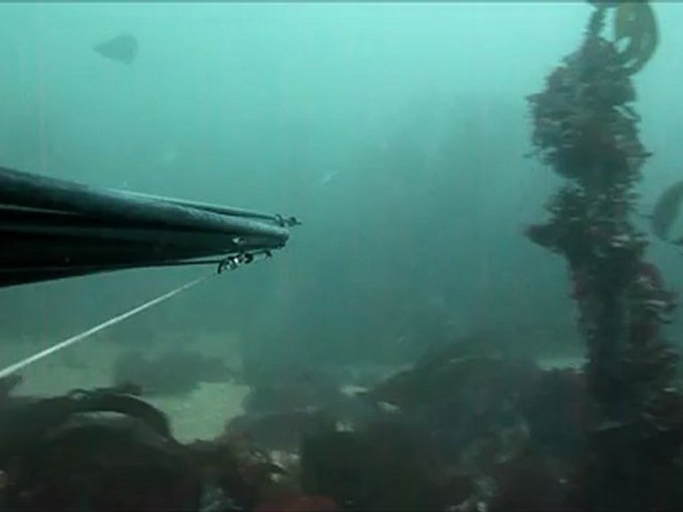 26 juin 2012 - Pêche en apnée dans le Cotentin - Gachette grippée = beau lieu raté