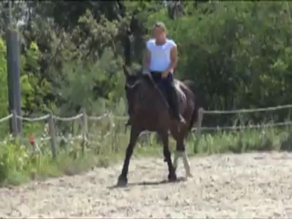 sessions au trot