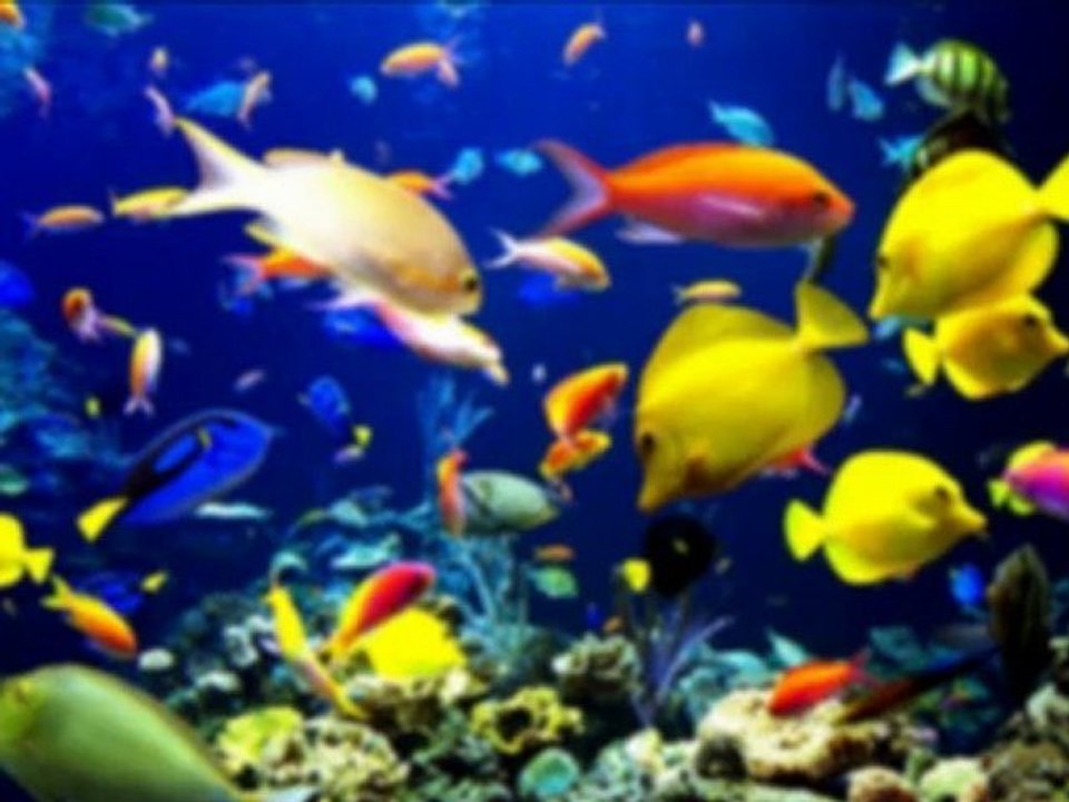 Ruth Nuñez-Frágiles