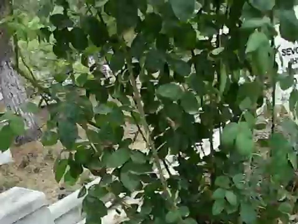 20 Temmuz 2012 Gemiç Köyü Resimleri (47)Mezarlık