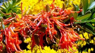 Flores Silvestres da Patagônia