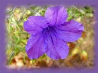 Cerrado - Bioma Fantástico