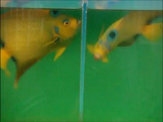 Queen Angelfish At Cortez 08.13.12