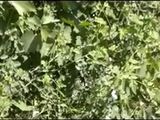 فري برس  ادلب   كورين   اثار القصف اليومي على  بلدة كورين 13 8 2012 ج5