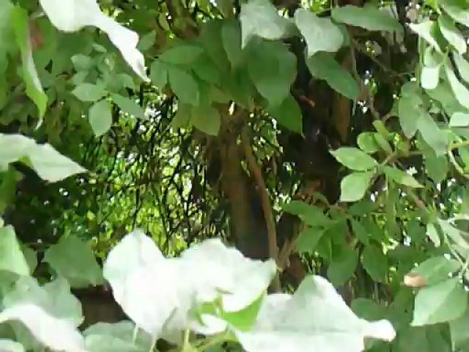 Frimousse redescend sur terre