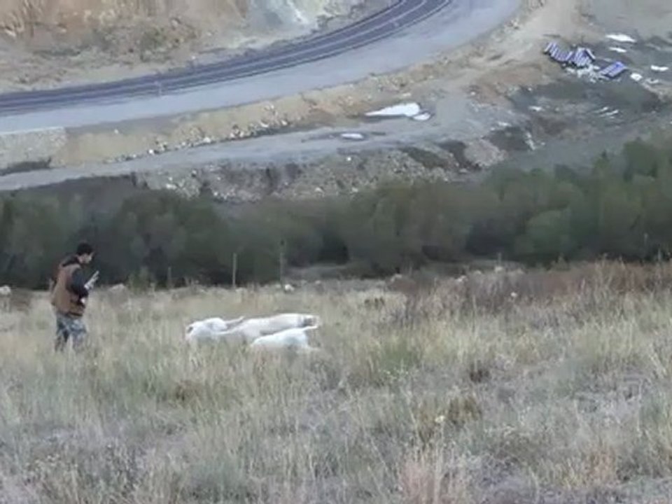 Mustang Keklik Avı--K.AVCI