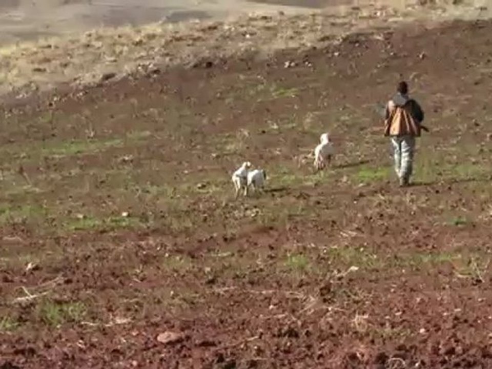 Mustang Bayburt Keklik Avı--K.AVCI