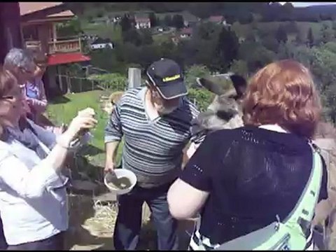 Lamas et Alpagas de la Bresse