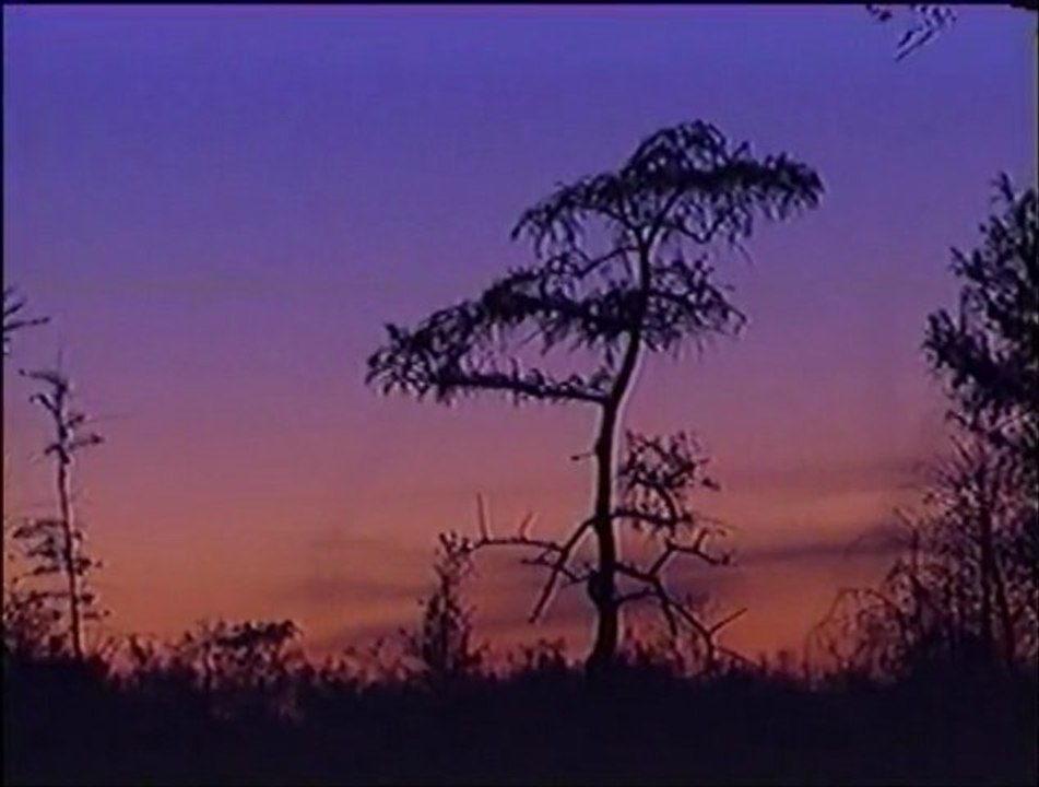 Celebration of Trees: Everglades