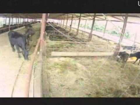 20120814　ちび太「真昼の決闘」