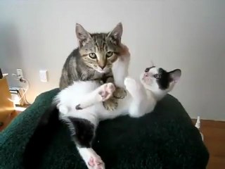 Массаж от кота Василия