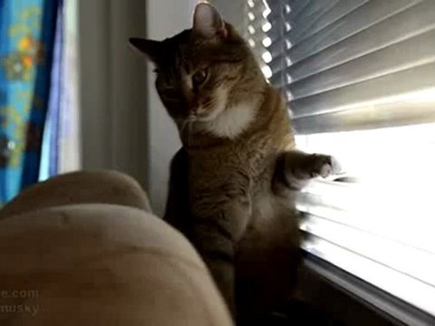 Когда коту делать нечего