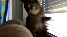 Когда коту делать нечего