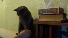 Кот подает лапу