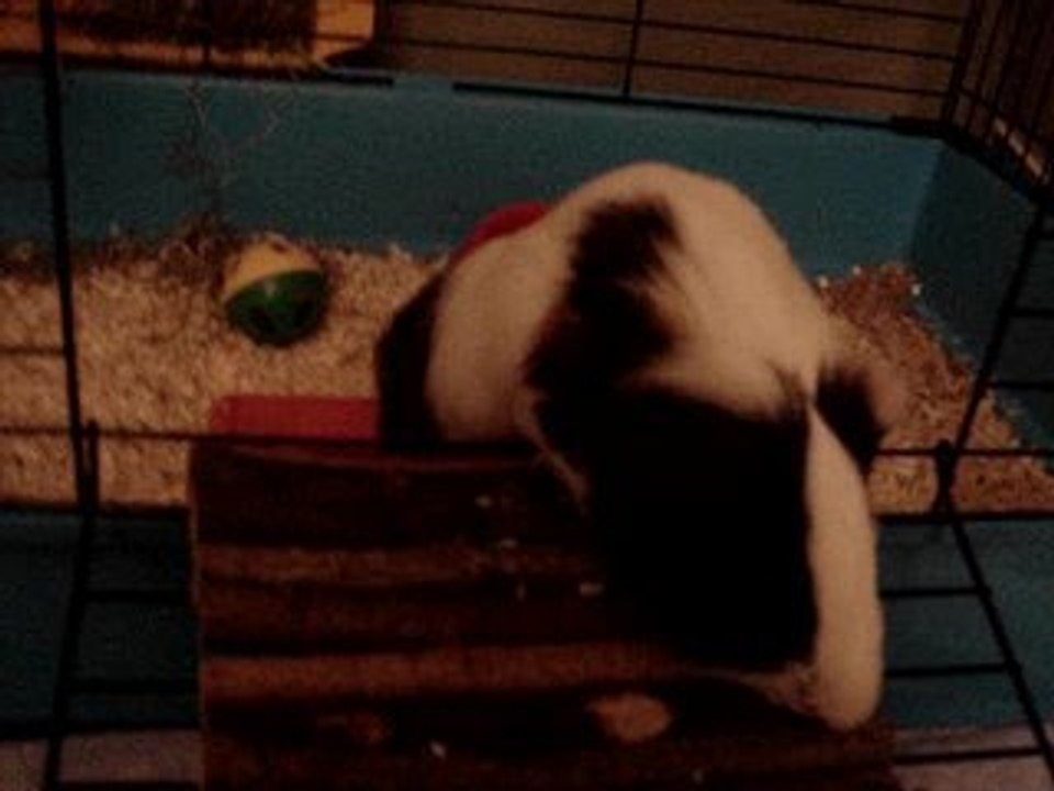 kiwi le loulou