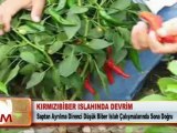 KIRMIZI BİBER ISLAHINDA DEVRİM